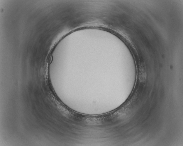 X0000081631366200702121654