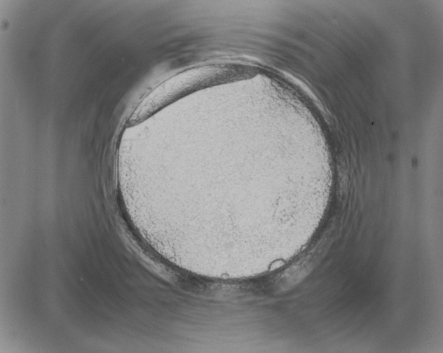 X0000081631371200702121654