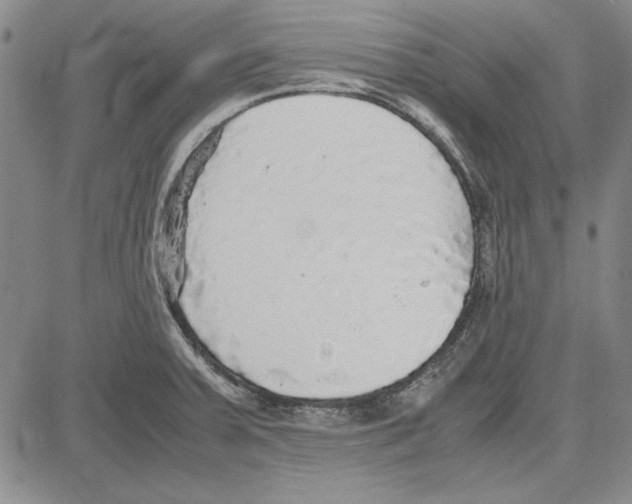 X0000081631379200702121654