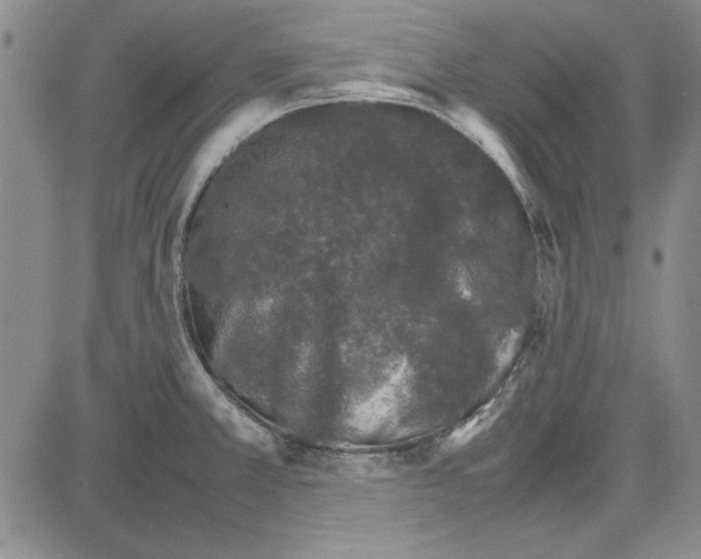 X0000081631381200702121654