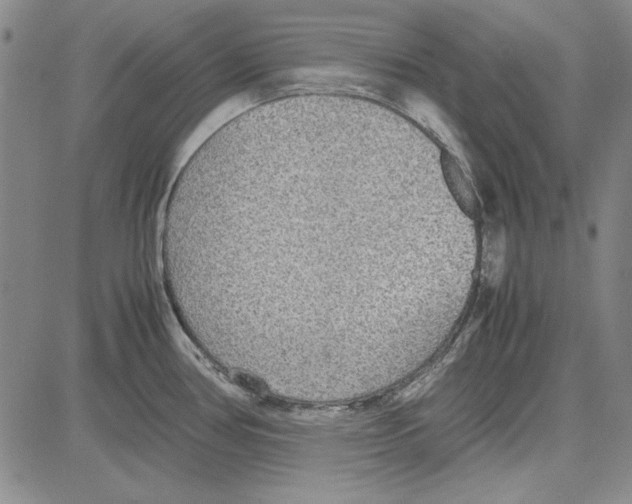 X0000081631386200702121654