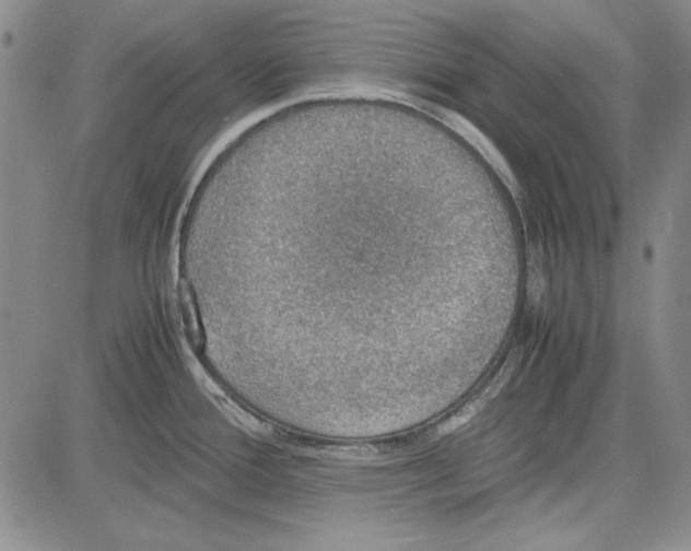 X0000081631388200702121654