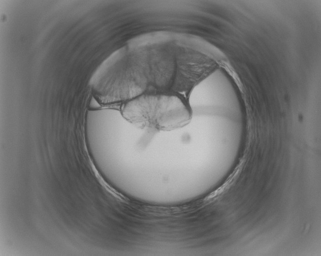 X0000081631425200702121653