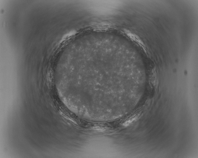 X0000081631445200702121653