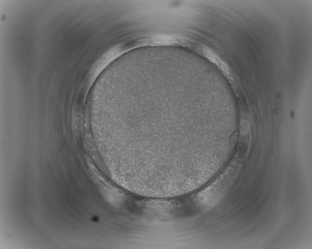 X0000081631473200702121652