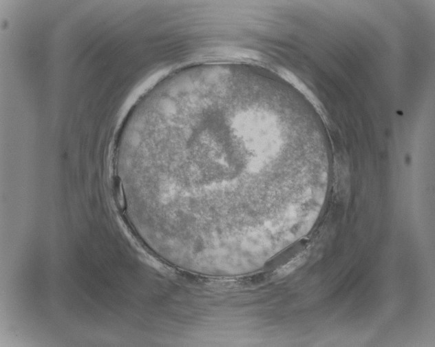 X0000081631477200702121652