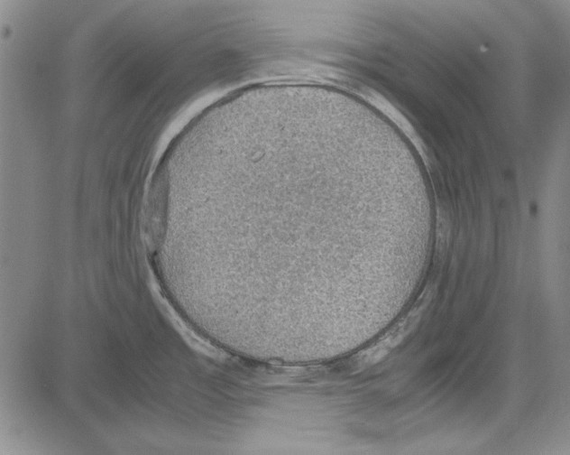 X0000081631485200702121652