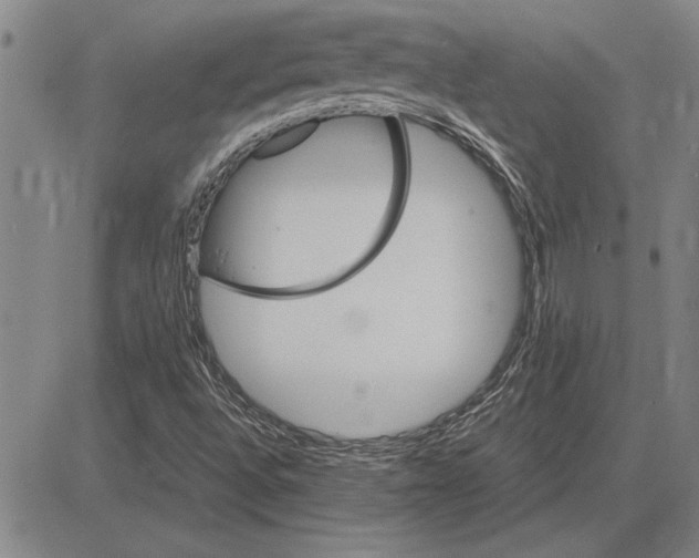 X0000081631496200702121651