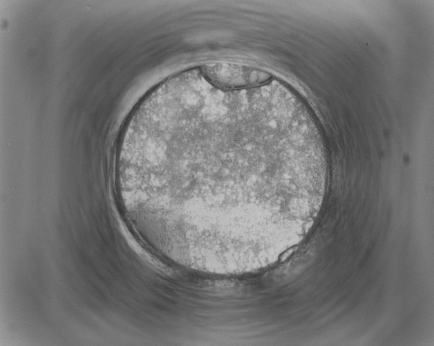 X0000081631515200702121652