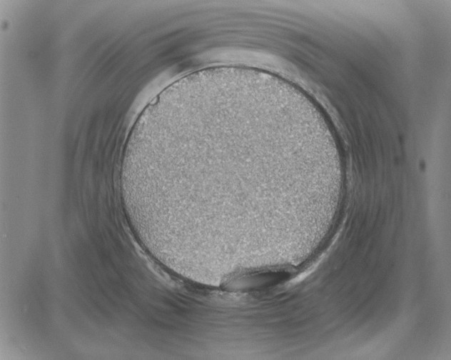 X0000081631529200702121652