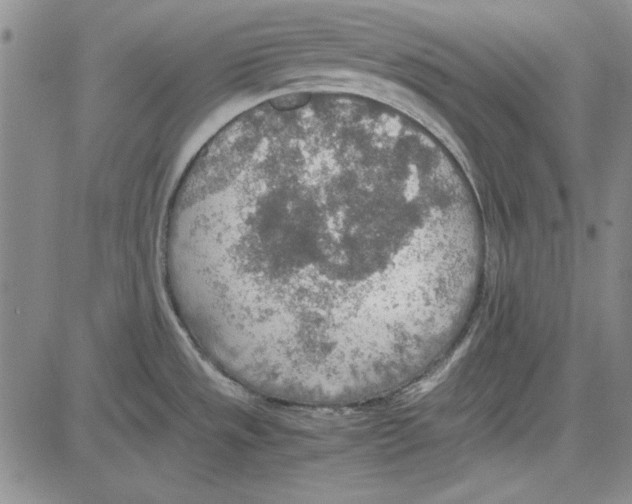 X0000081631533200702121652