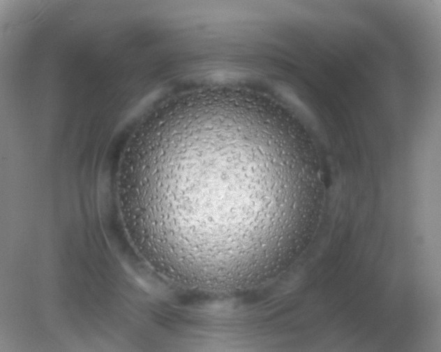 X0000082140306200701262249
