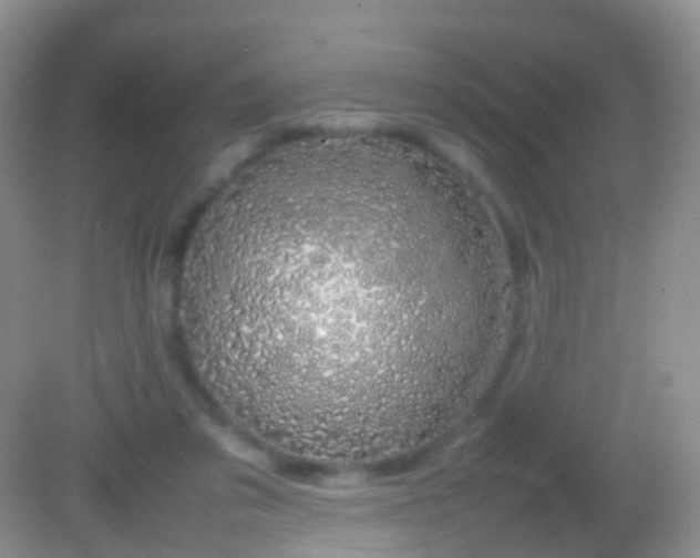 X0000082140309200701262249