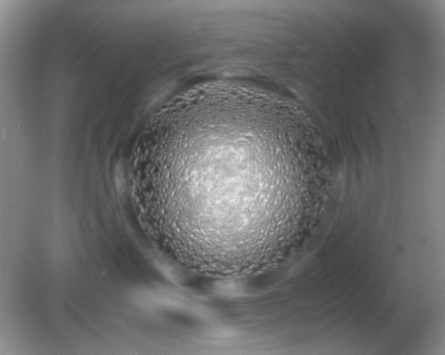 X0000082140335200701262249