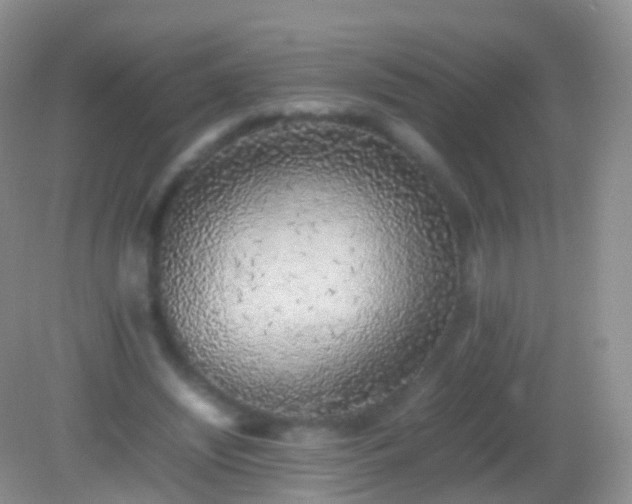 X0000082140444200701262247