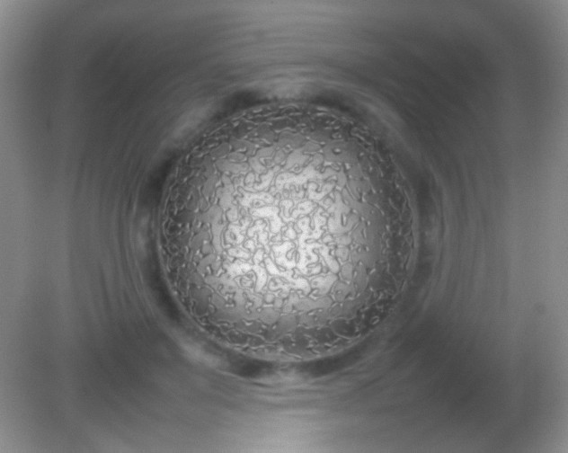 X0000082140503200701262246