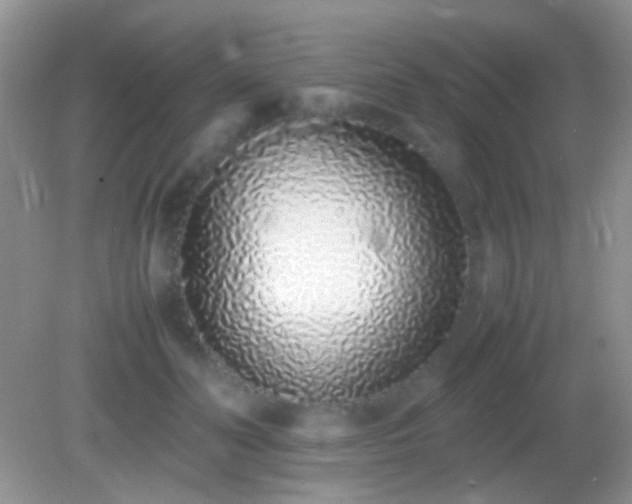 X0000082140606200701262244