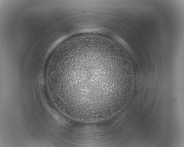 X0000082140628200701262243