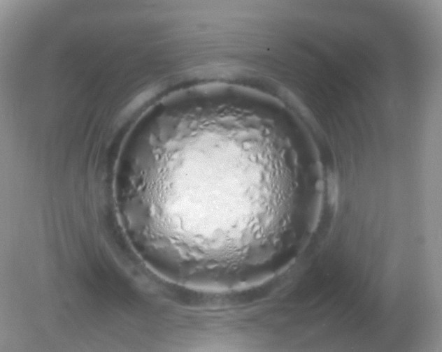 X0000082140675200701262243