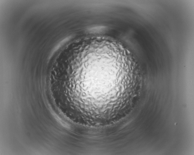 X0000082140725200701262242