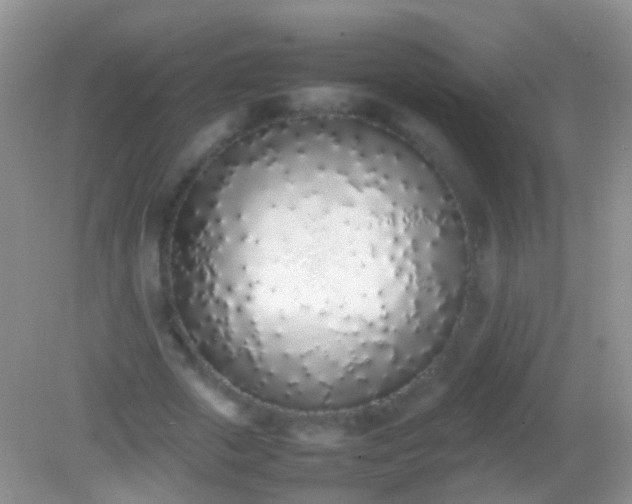 X0000082140729200701262242