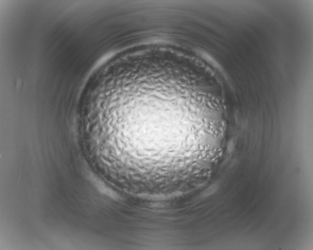 X0000082141029200701262237