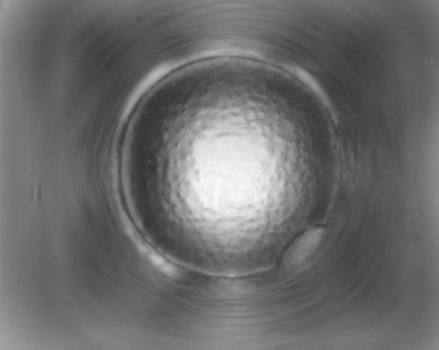 X0000082141096200701262236