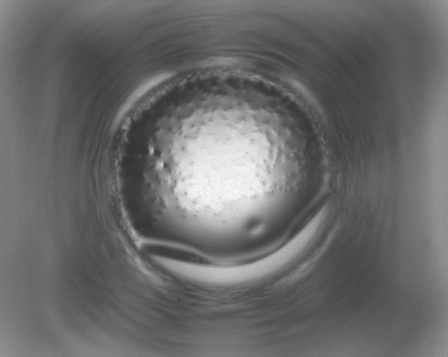 X0000082141117200701262235