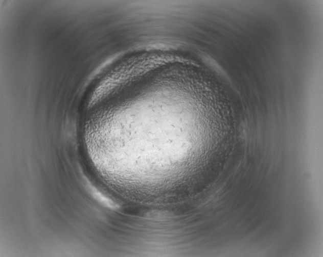 X0000082140444200702021613