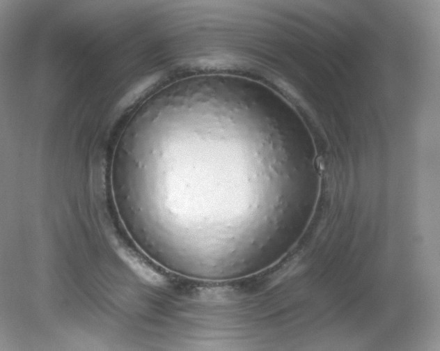 X0000082140446200702021613