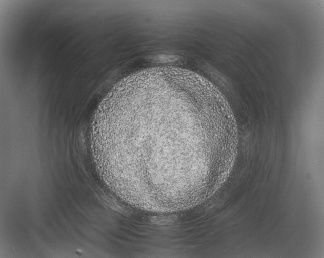 X0000082140373200702162149