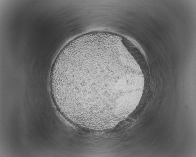 X0000082140903200702162139