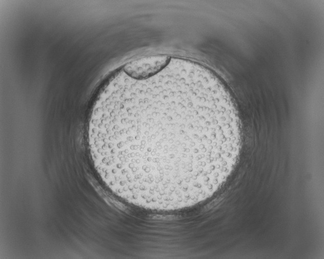 X0000082141499200702162129