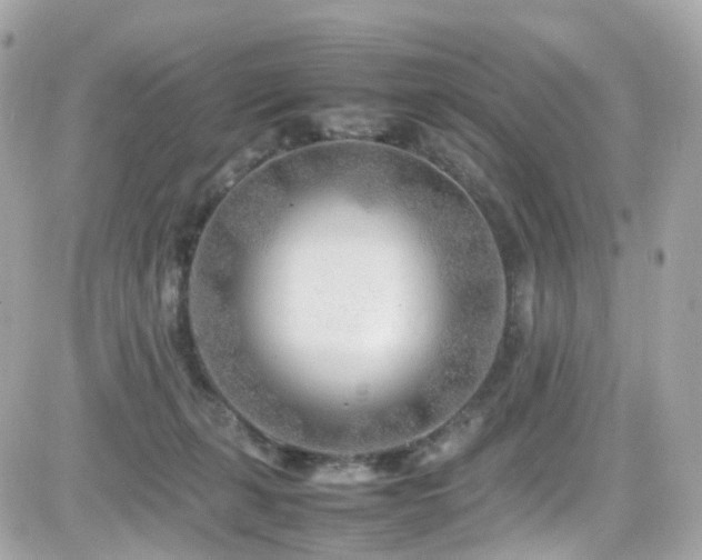 X0000082150271200701191216