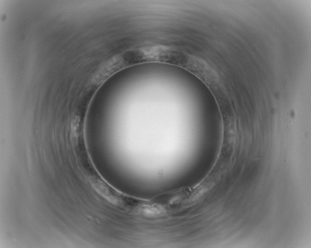 X0000082150275200701191217