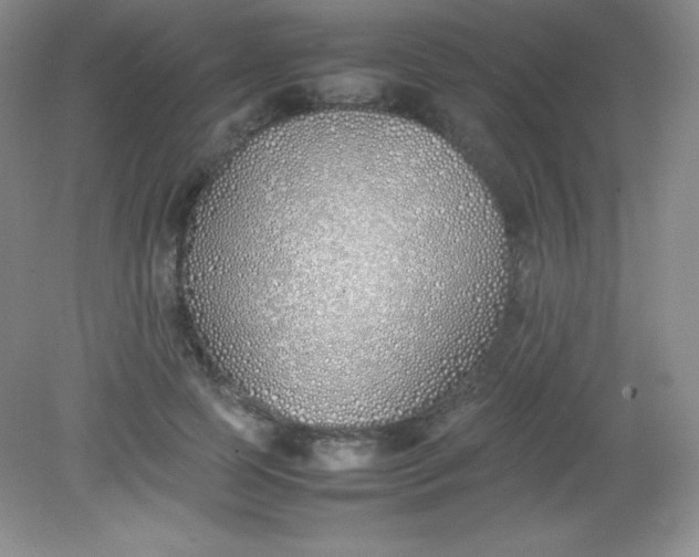 X0000082150745200702021634