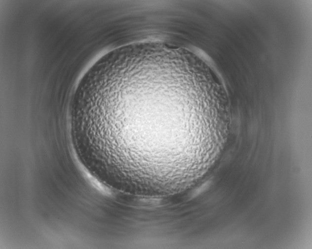 X0000082150859200702021633