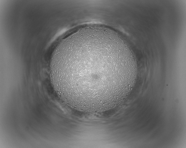 X0000082151255200702021626