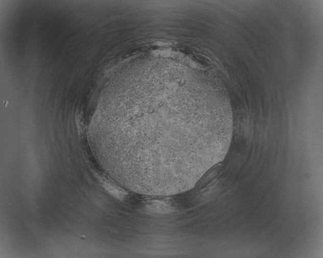 X0000082150285200702092159