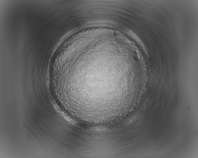 X0000082150994200702092146