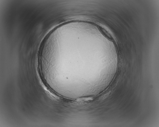 X0000082150999200702092146