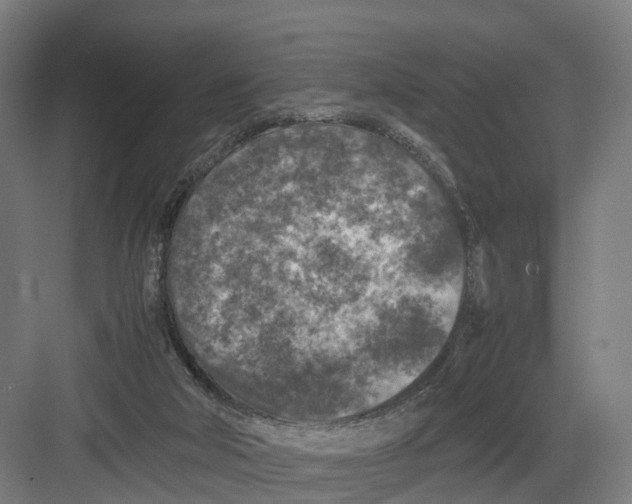 X0000082150018200702162220