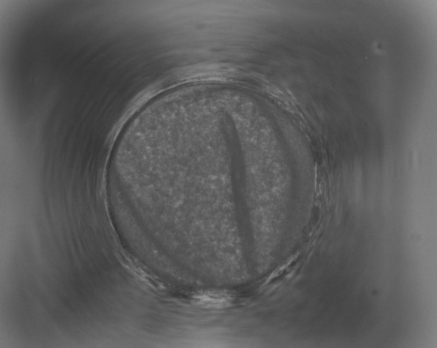 X0000082150099200702162219