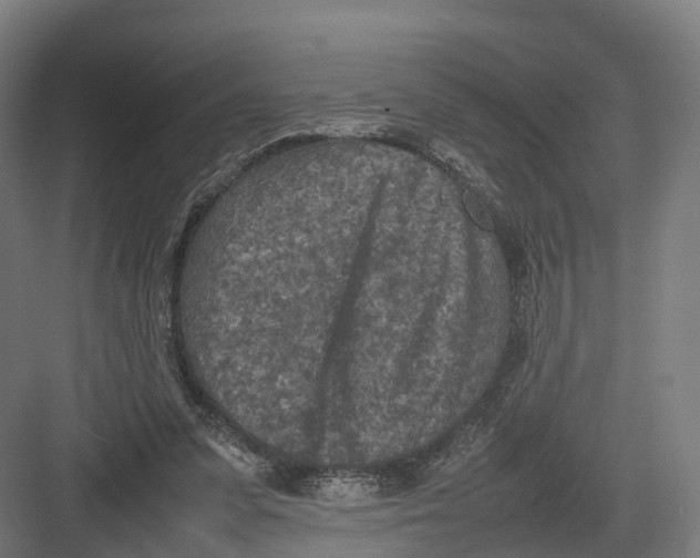 X0000082150303200702162215