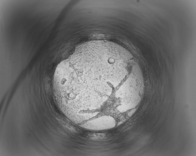 X0000082150361200702162214