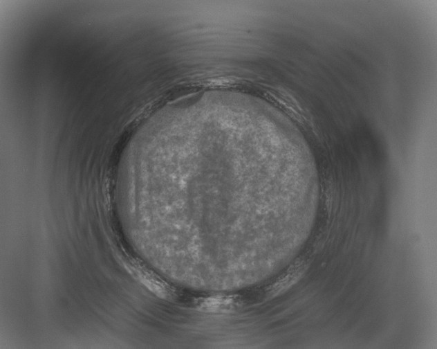 X0000082150366200702162215