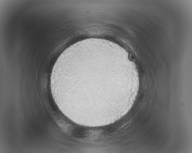 X0000082150495200702162212