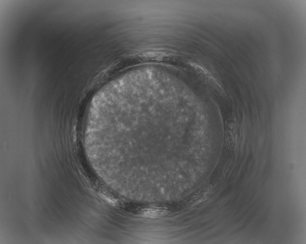 X0000082150504200702162212