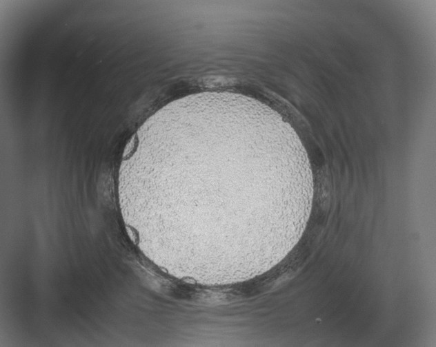 X0000082150523200702162212