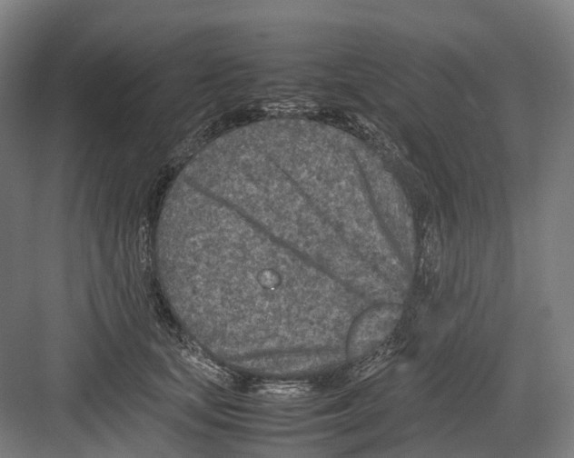 X0000082150659200702162210